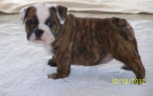 Top English bulldog puppies