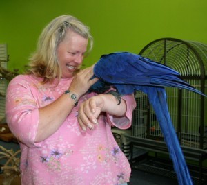 Two adorable Hyacinth Macaw parrots for free adoption.