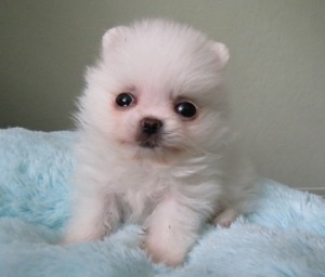 Ready to go pomeranian pups  for your new home