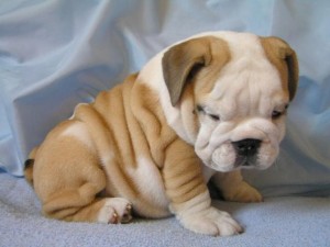 Beautiful English Bulldog Puppies Are Very Friendly And Playful!