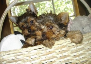 Yorkshire Terrier Puppies for adoption