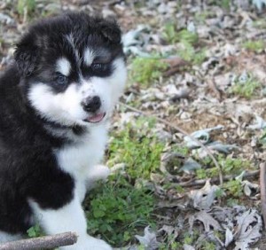 Gorgeous Male And Female Alaskan Malamute for Sale