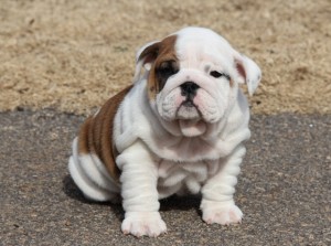 Extra ordinary English Bulldog puppies for new homes