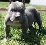 pit bull puppies