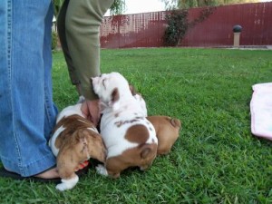 MY TWIN PURE BREED ENGLISH BULLY PAIR/UP FOR RE-HOME