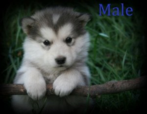Nice and Lovely male and female Alaskan Malamute are ready