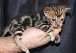 Bengal kittens for adoption now.