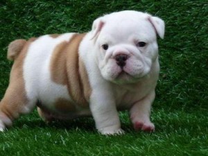 CHARMING AND AMAZING CHRISTMAS ENGLISH BULLDOG PUPPIES FOR NEW FAMILY HOME ADOPTION