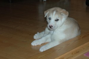 Blues Eyes Siberian Huskies  Puppies For Free Adoption