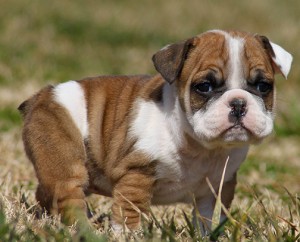 Nice Re-home English Bulldog puppies a good home