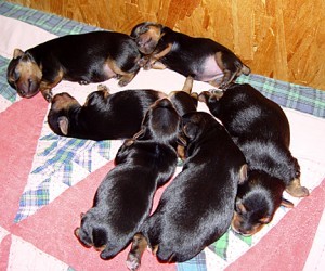 Teacup Yorkie male and female puppies For Adoption