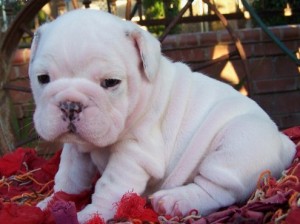 English Bulldog puppies a good home