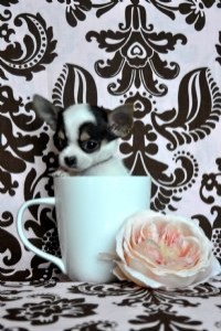 TEA CUP X MASS CHIHUAHUA PUPPIES READY FOR ADOPTION