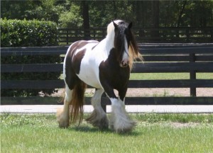 Well trained Mare and Female gypsy vanner Horse for sale