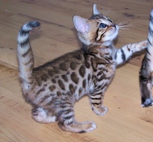 Beautiful Bengal kittens For Adoption