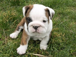 Nacho is a AKC English Bulldog and is the troublemaker from our litter. He's always messing with his littermates. We had 6 males