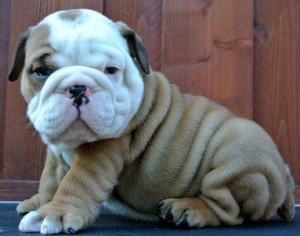 AVAILABLE ENGLISH BULLDOG PUPPIES