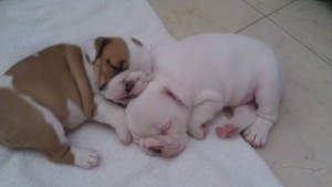 AKC Free English bUlldog Puppies puppies for free adoption.