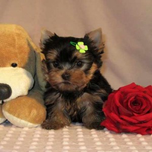 AKC registered Yorkie puppies available to good homes