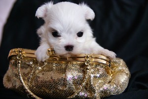 Micro Chip Teacup Maltese Puppies.