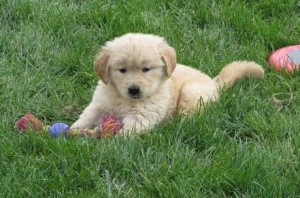 Pedigree Golden Retriever Puppies. Fully Pedigree. Males and Females