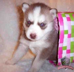 Husky BABIES In Need Of A Loving Home.