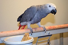 talkative african grey parrot for a loving home