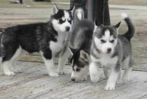 Lovely Male and female black and white Siberian Husky puppy Ready