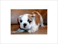!!TALENTED MALES AND FEMALES ENGLISH BULLDOG PUPPIES FOR ADOPTION!!