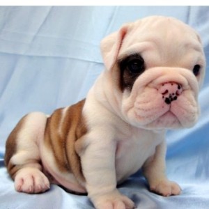 Gorgeous Pure breed English Bulldog Puppies