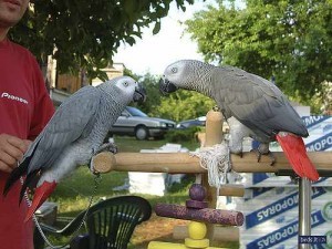 Charming And Amazing Male And Female Africa Grey Parrots For Sale Now Ready To Go To Well Approved Home.