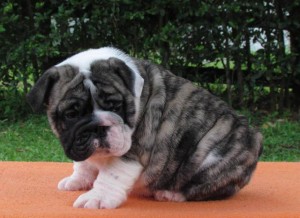 Pure breed English bulldog puppies