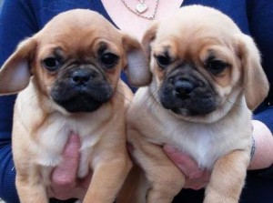 Puggalier puppies, Both, 1-3 months,