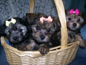 Adorable 8 week old CKC Yorkipoo Females