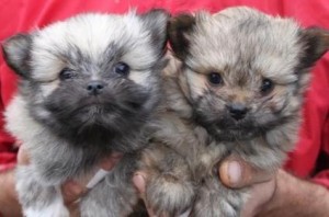 Pomchi Puppies, Both