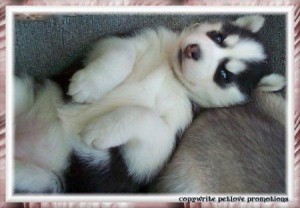 Siberian Husky white black