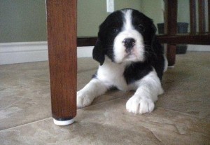 English Springer Spaniel needsa good home for adoption