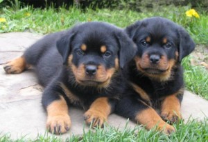 DNA-Proven Rottweiler Puppies Available For Re-Homing