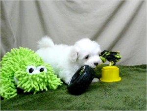 outstanding and cute Maltese  for adoption