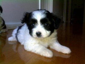 Maltese X Papillon Pups