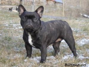 Cute French Bulldog Puppies