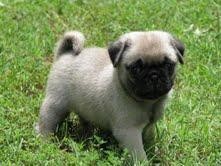 adorable PUG PUPPIES for rehoming