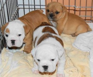 Sweet English bull dog puppies for good homes