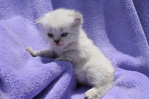 CFA Persian and Himalayan Kittens