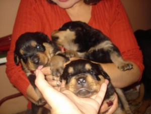 Rottweiler Puppies puppies 2 Males 1 Females