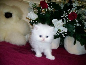 Persian Kittens &amp; Cat: CFA Reg, Pedigr, Tampa Bay,