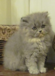 persian kittens