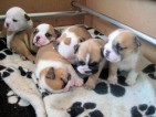 AKC Registered English Bulldog Pups for adoption