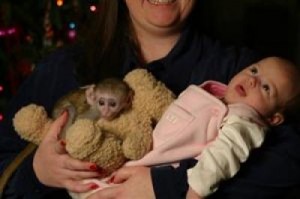 AFFECTIONALE AND LOVELY BABY/FEMALE CAPUCHIN MONKEY FOR ADOPTION