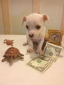 Chihuahua/Yorkie Puppies for Sale Very cute